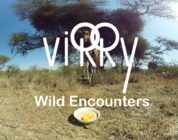 Virry VR: Wild Encounters